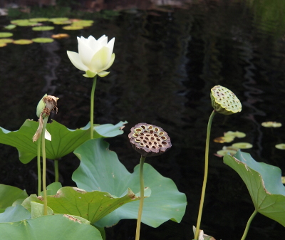 [Four long flower stems lead two a closed bloom, a partially-open white-petaled flower, and two structures which resemble upturned shower heads (lot of small holes in a cone-shaped structure). There are also very large leaves near the water.]